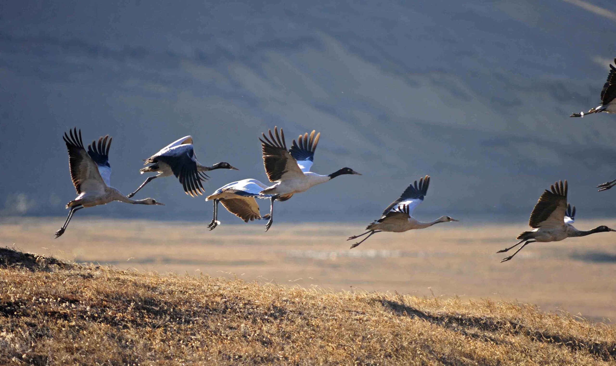 Black-Necked Crane Festival, Black-Necked Crane, bhutan festival