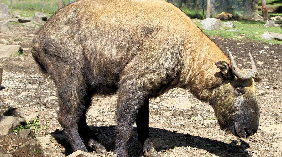 Khu Bảo Tồn Motithang Takin: Nơi Gặp Gỡ Huyền Thoại Của Loài Linh Thú Quốc Gia Bhutan